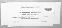 Image of Coniosporium punctiforme